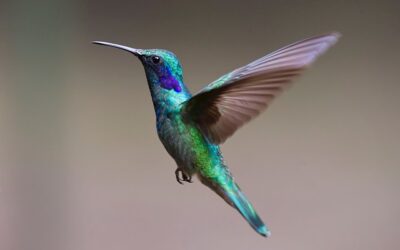 Vogeltelling