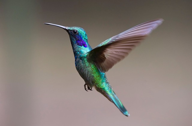 Vogeltelling